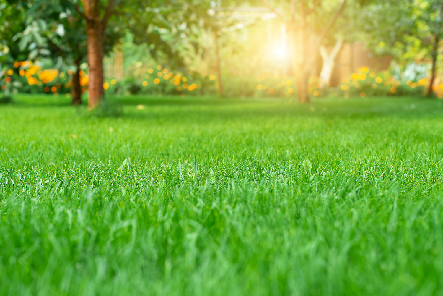 Take back your lawn! Lower Mainland's grub control specialists. 